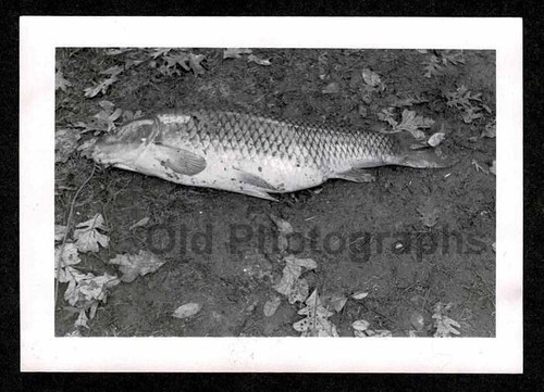 Fishermans catch large - large, fish
